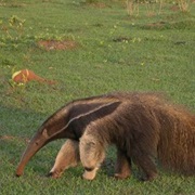 Emas National Park, Brazil