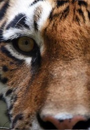 Night of the Tyger (David Klass)