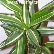 Warneck Dracaena