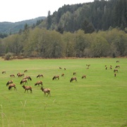 Jewell Meadows Wildlife Area