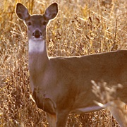 Optima National Wildlife Refuge