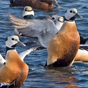 Saaremaa & West Estonian Archipelago, Estonia