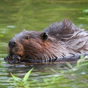 Wigry National Park, Poland