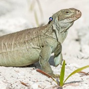 Turks and Caicos Rock Iguana