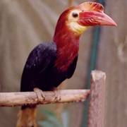 Walden's Hornbill