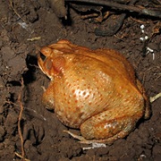 Brown Toad