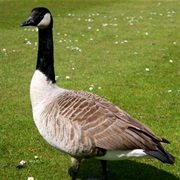 Canada Goose