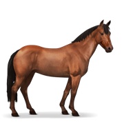 Australian Pony - Cherry Bay