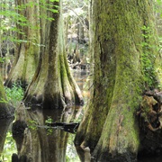 Francis Beidler Forest, South Carolina