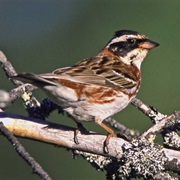 Rustic Bunting