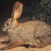 Riverine Rabbit