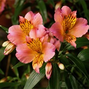 Alstroemeria