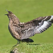 Great Skua