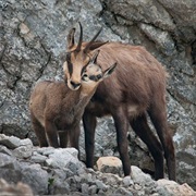 Retezat National Park, Romania