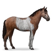 Curly - Bay Tobiano