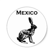 Black Jackrabbit