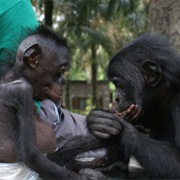 Lola Ya Bonobo, D.R. of Congo