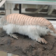 Fairy Armadillo