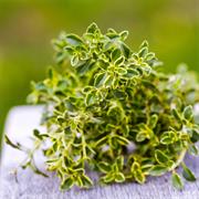 Lemon Thyme
