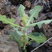 Prickly Lettuce (Lactuca Serriola)