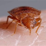 Bed Bugs