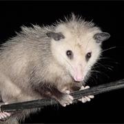Possum