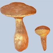Bolete