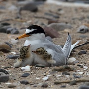 Little Tern