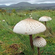 Parasol Mushroom (MacRolepiota Procera)