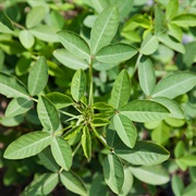 Chipilín / Longbeak Rattlebox (Crotalaria Longirostrata)
