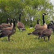 Union County State Fish and Wildlife Area, Illinois