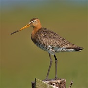 Black-Tailed Godwit