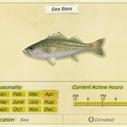 Sea Bass