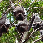 Jack River National Park (QLD)
