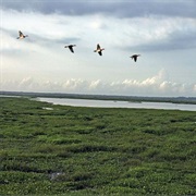 Paynes Prairie Preserve State Park, Florida