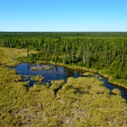 World's Largest Beaver Dam, Alberta