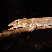 Koniambo Striped Gecko