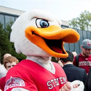 Atilla the Mighty Duck