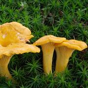Chanterelles