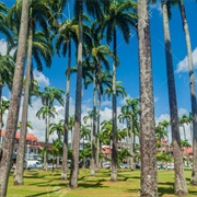 Les Palmistes, French Guiana