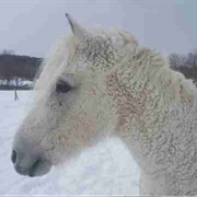 Curly Horse