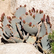 Beavertail Cactus (Opuntia Basilaris)