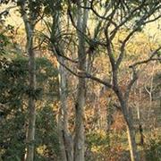 Mazeppa National Park (QLD)