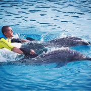 3.Swim With Dolphin.