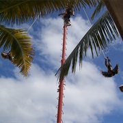 Costa Maya Flying Men