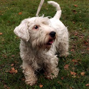 Sealyham Terrier