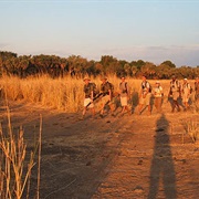 African Bush Walking