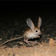 Long-Eared Jerboa