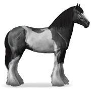 Drum Horse - Black Tobiano