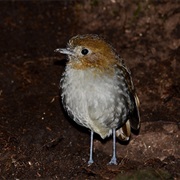 Urrao Antpitta